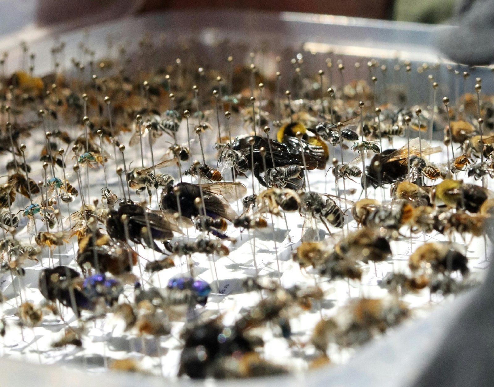 The Intersection of Animal Conservation, Politics, and Renewable Energy